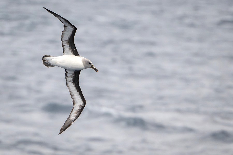 Grey-headed Albatross banking in strong winds above the ocean