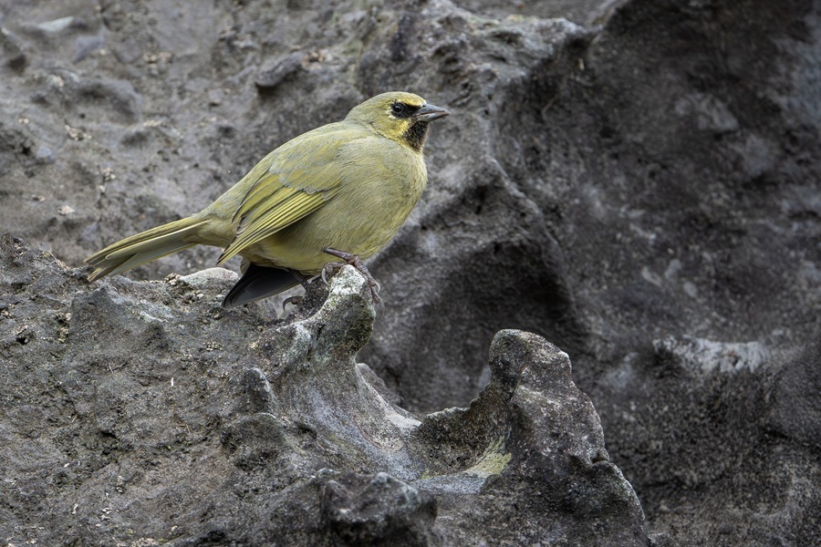 Endemic Gough Finch on a grey rock face taken from an Atlantic Odyssey zodiac cruise
