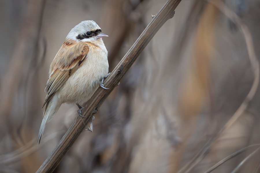 Adult Chinese Penduline Tit in scrubby reedbed.