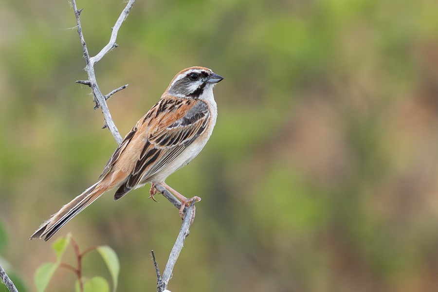 Male Jankowski's Bunting perched on dead stick in Inner Mongolia.