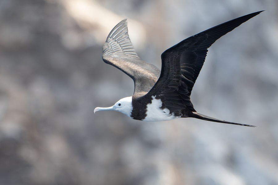 Immature plumage Ascension Frigatebird in flight against the cliffs of Boatswain Bird Island during the Atlantic Odyssey birding cruise