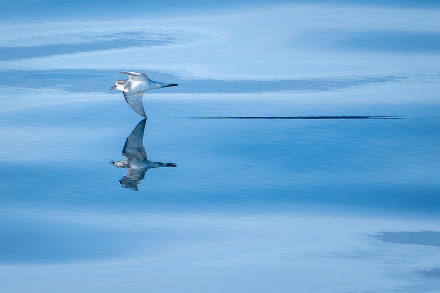 Broad-billed Prion offshore from Gough Island trailing wingtip in the glassy calm water
