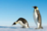 ornisbirdinglogowhite.png