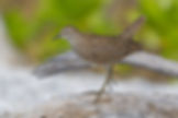 ornisbirdinglogowhite.png