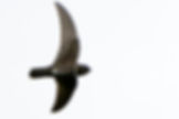 ornisbirdinglogowhite.png