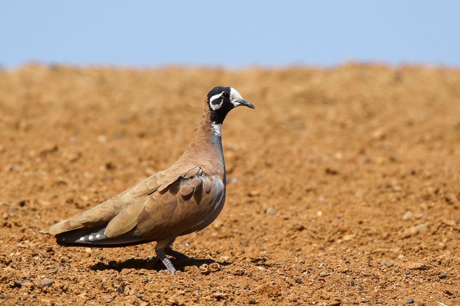 Flock Bronzewing (Joshua Bergmark)