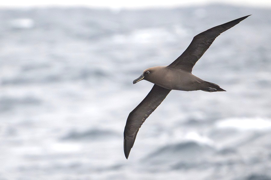 Sooty Albatross flying low above the water in the Atlantic Ocean aboard a birding cruise