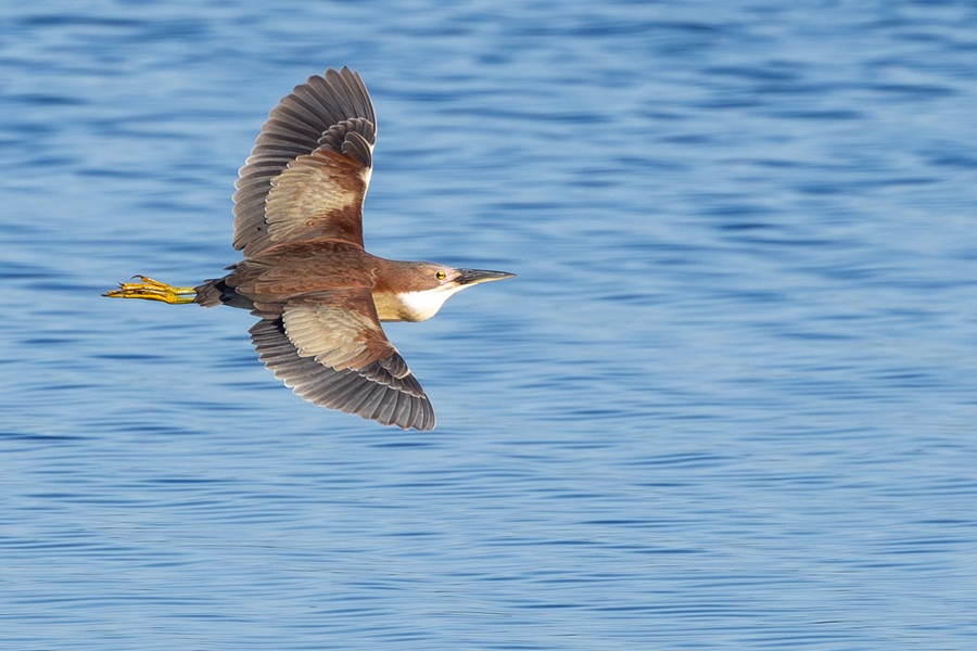 Schrenk's Bittern male flying over blue water in remote China.
