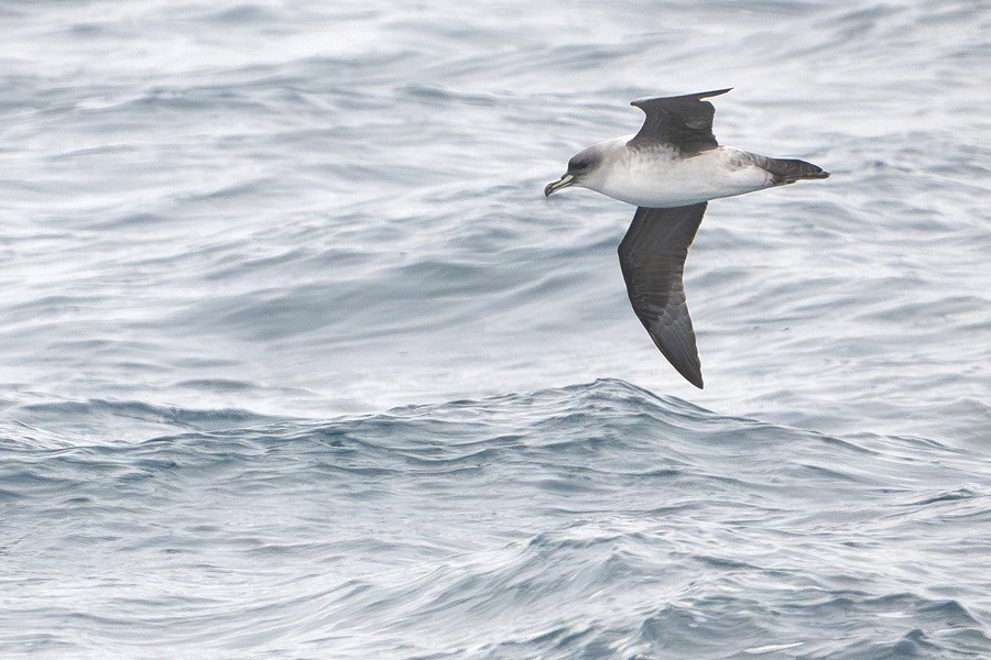 Grey Petrel flying over the water on a birding cruise
