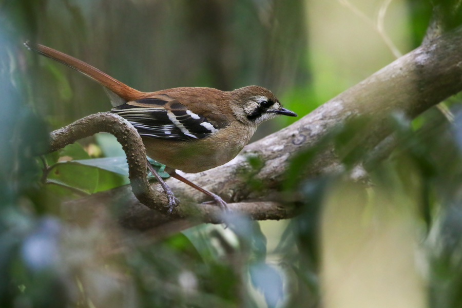 Northern Scrub Robin (Joshua Bergmark)