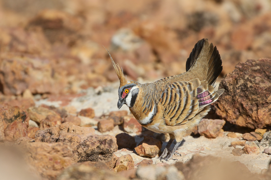 Spinifex Pigeon (Joshua Bergmark)