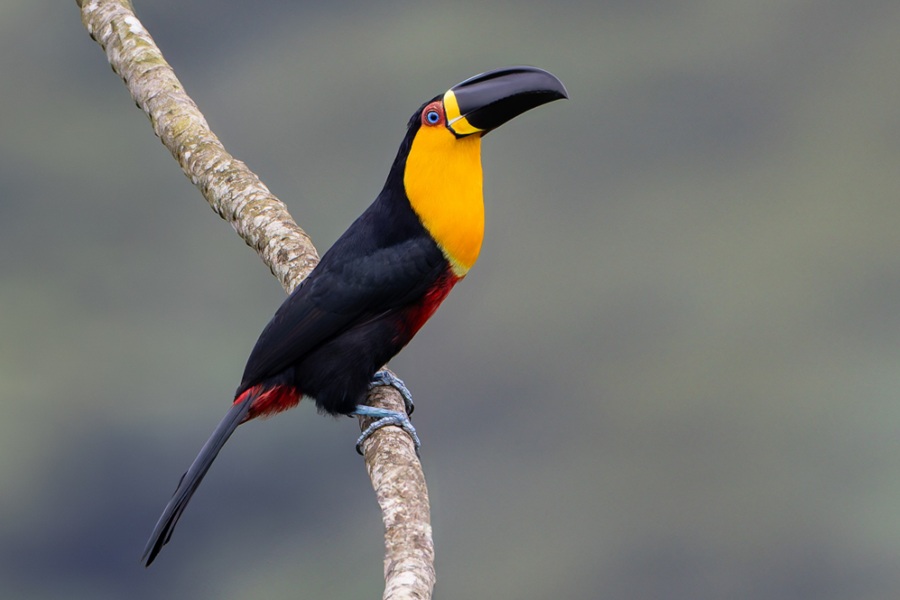 Brazil: South-East Atlantic Forest Bird Tour | Ornis