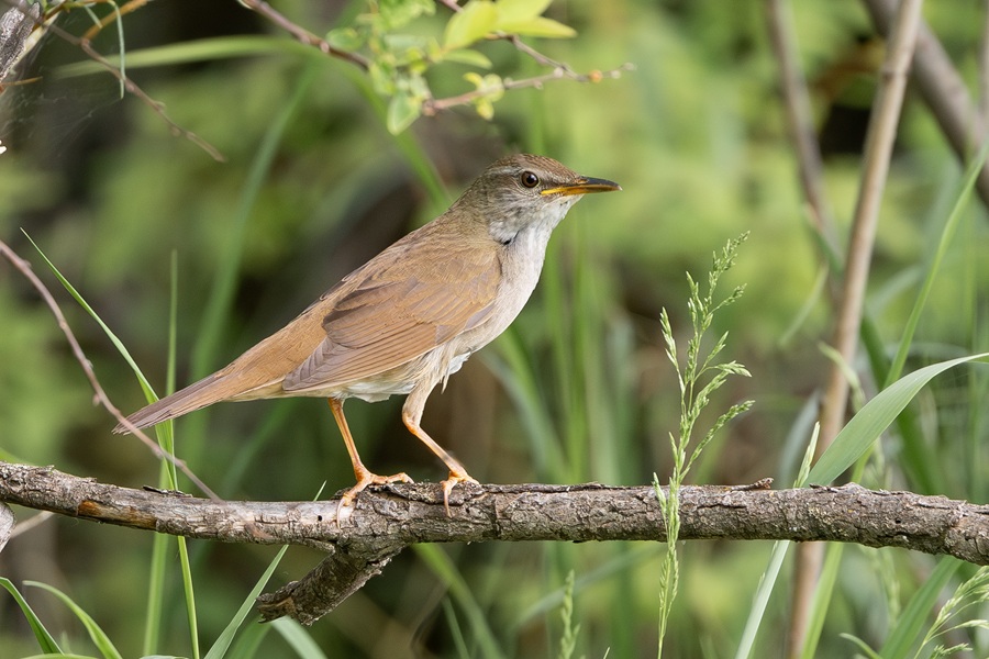 Gray's Grasshopper Warbler sitting in the open on a branch.