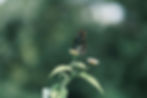 Image of Butterfly on Leaf
