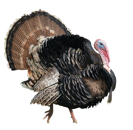 Turkey-single-gif.gif