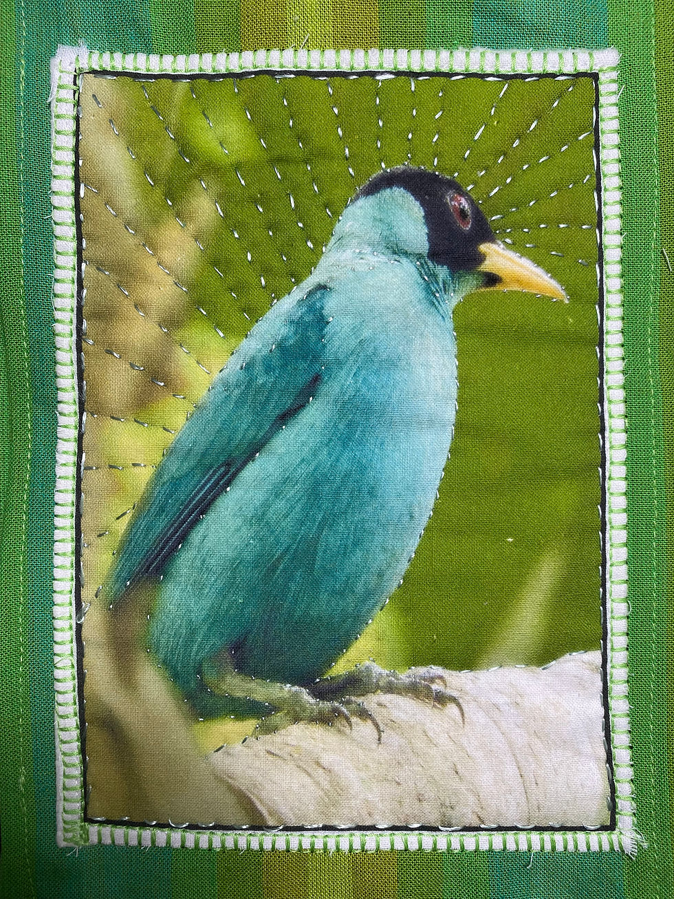 Green Honeycreeper