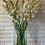 Thumbnail: Simply Tuberoses