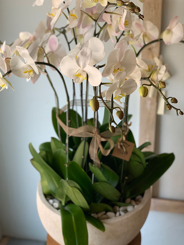 Thumbnail: Phalaenopsis Orchid Ensemble
