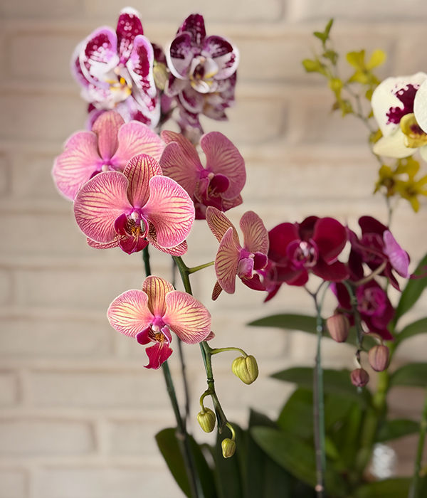 Thumbnail: Phalaenopsis Orchid Ensemble