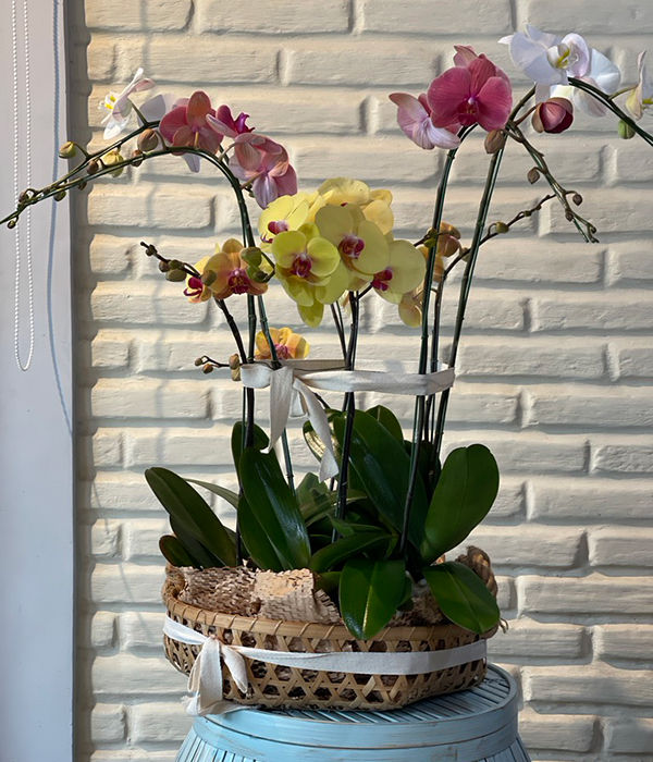 Thumbnail: Phalaenopsis Orchid Ensemble