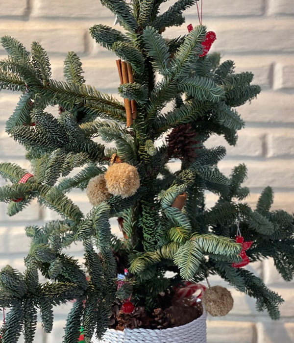 Thumbnail: My Personal Bali Christmas Tree