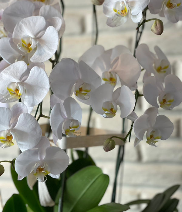 Thumbnail: Phalaenopsis Orchid Ensemble