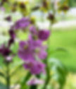 Thumbnail: Dendrobium Orchid Delight