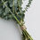 Thumbnail: Eucalyptus Shower Bundle