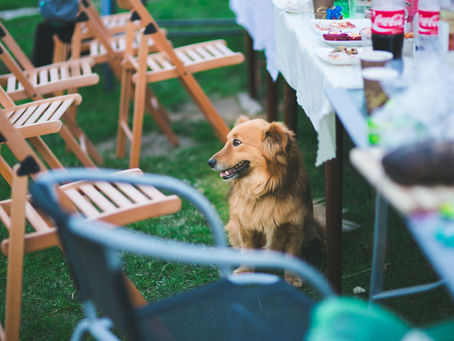 Top Dog-Friendly Dining Spots near Perth Worth the Drive