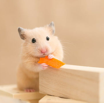 animals-hamster-wallpaper-preview.jpg