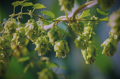 Hopfenblüten