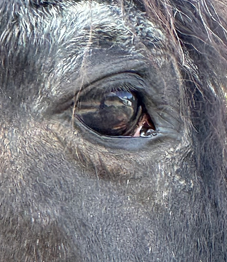 horse eye