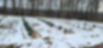 Snow on Ground - Hickory Run Lavender Farms