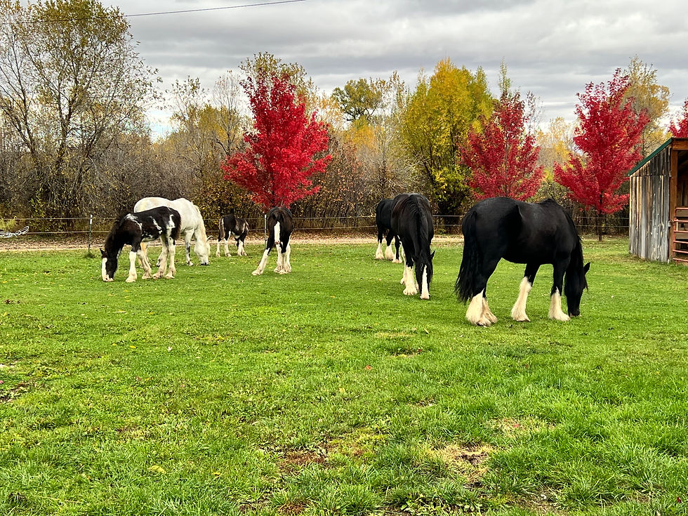 Shire horses grazing on bright green grass with red maple trees in the background