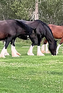 Horses at Shire Valley