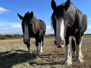 Two Rescue Draft Horses