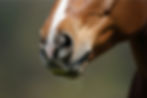 Close up shot of a horse's mouth