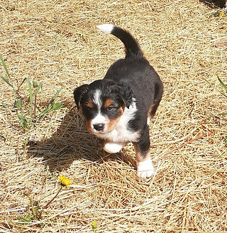 Elko Jun 26, 2020 4.5 wks old (2)