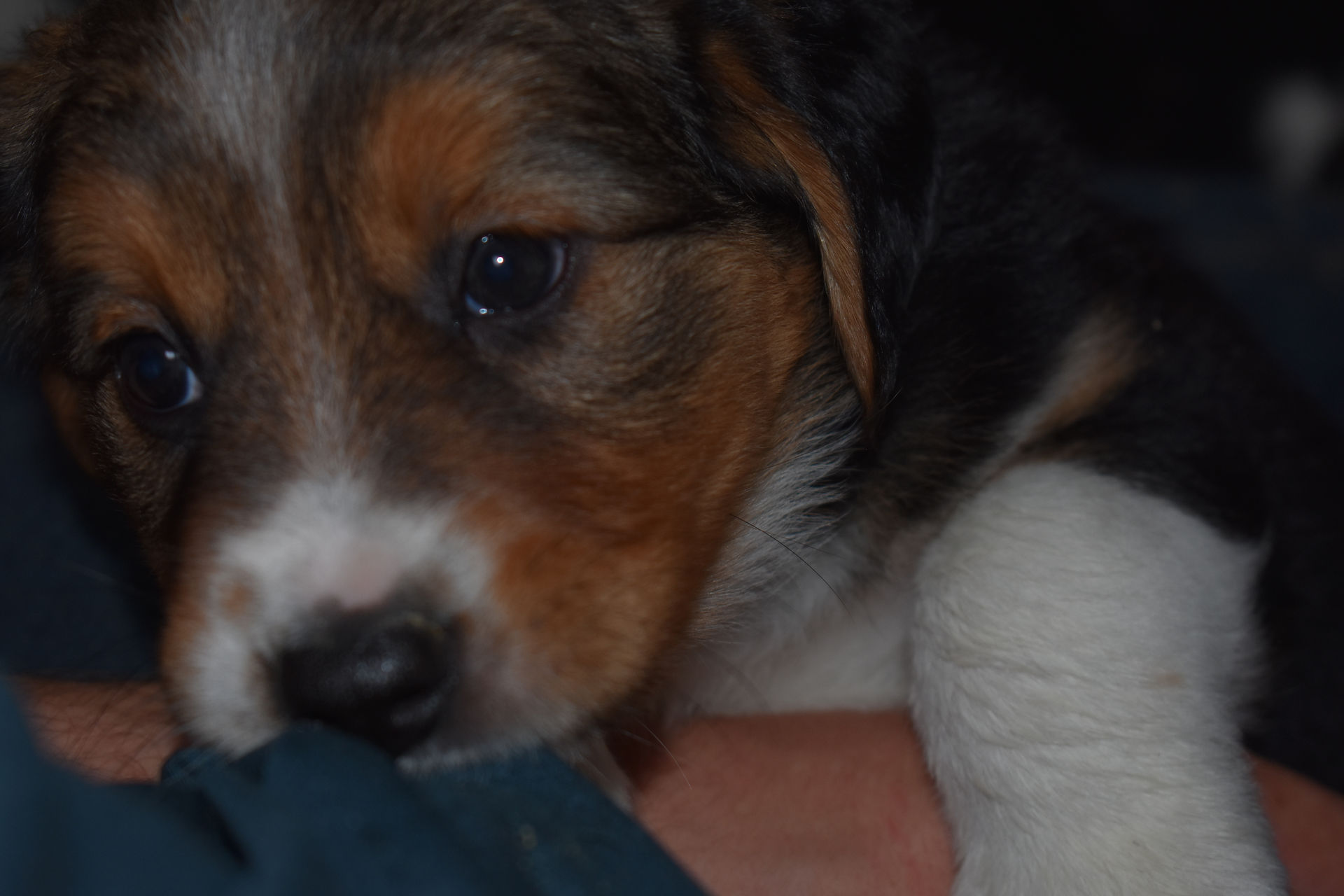 J&M pups 6 wks Apr 30, 2018 (104) Opal