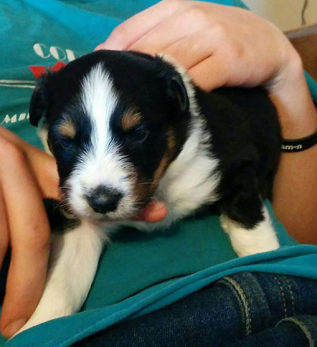 Peach 4 wks, Misty King (3)