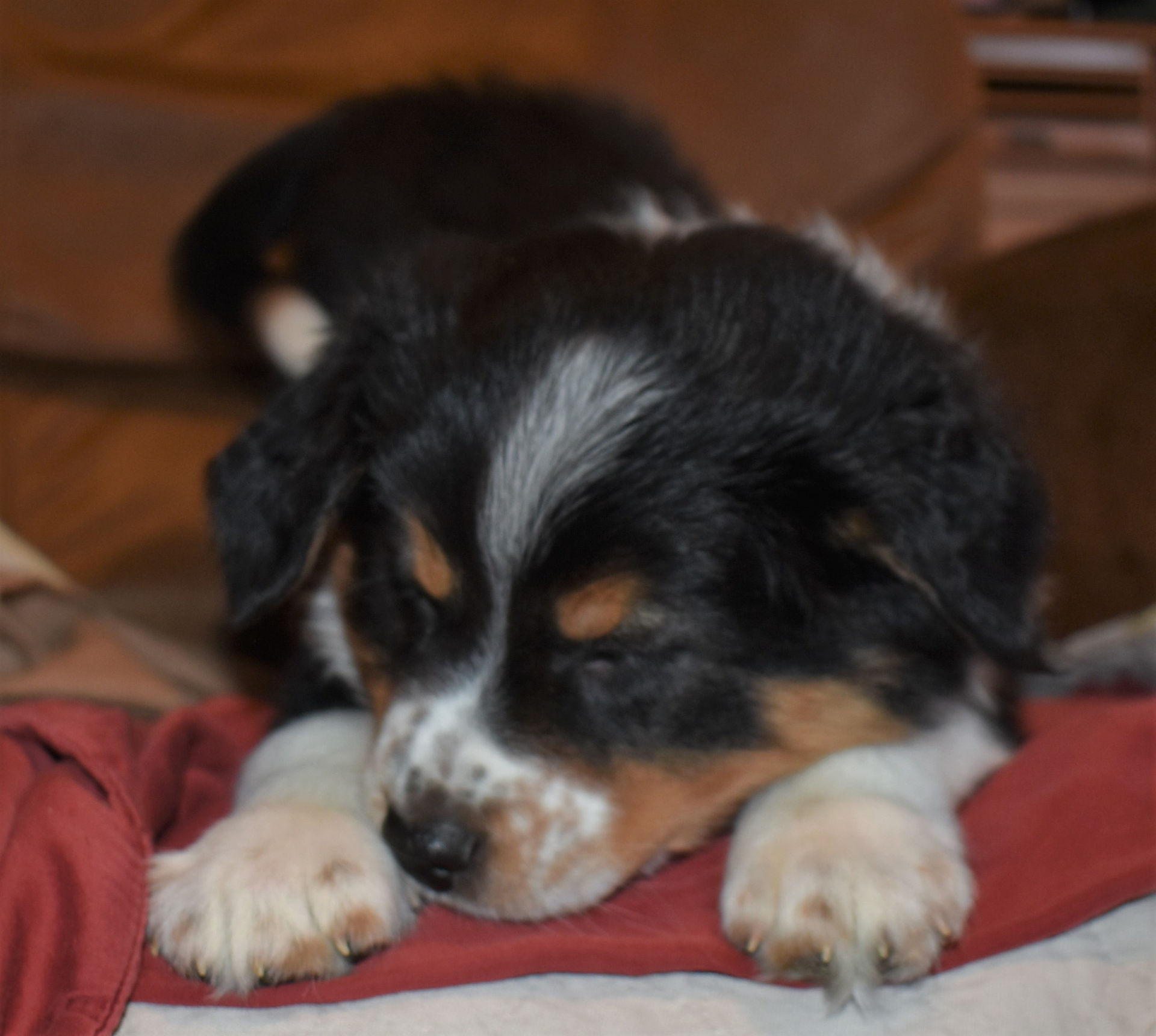 Ceasar Dec 21, 2018 7 wks (3)