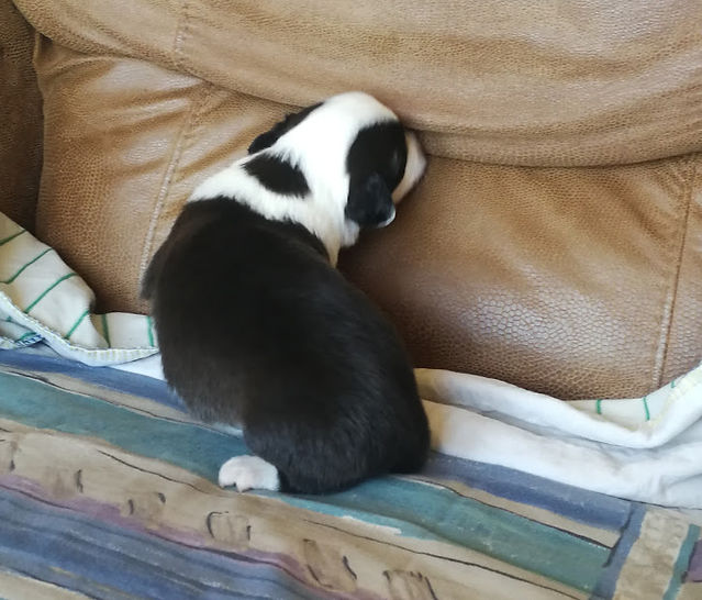 Spot Feb 20, 2020, Day 15 (6)