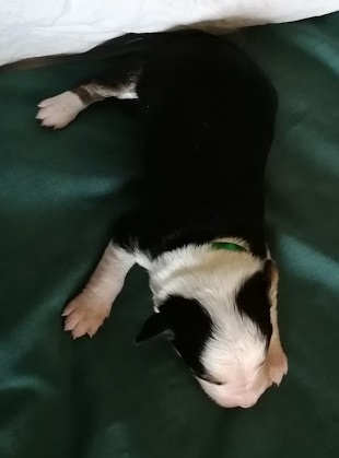 J&M Green 1 wk Mar 26, 2018 (3)