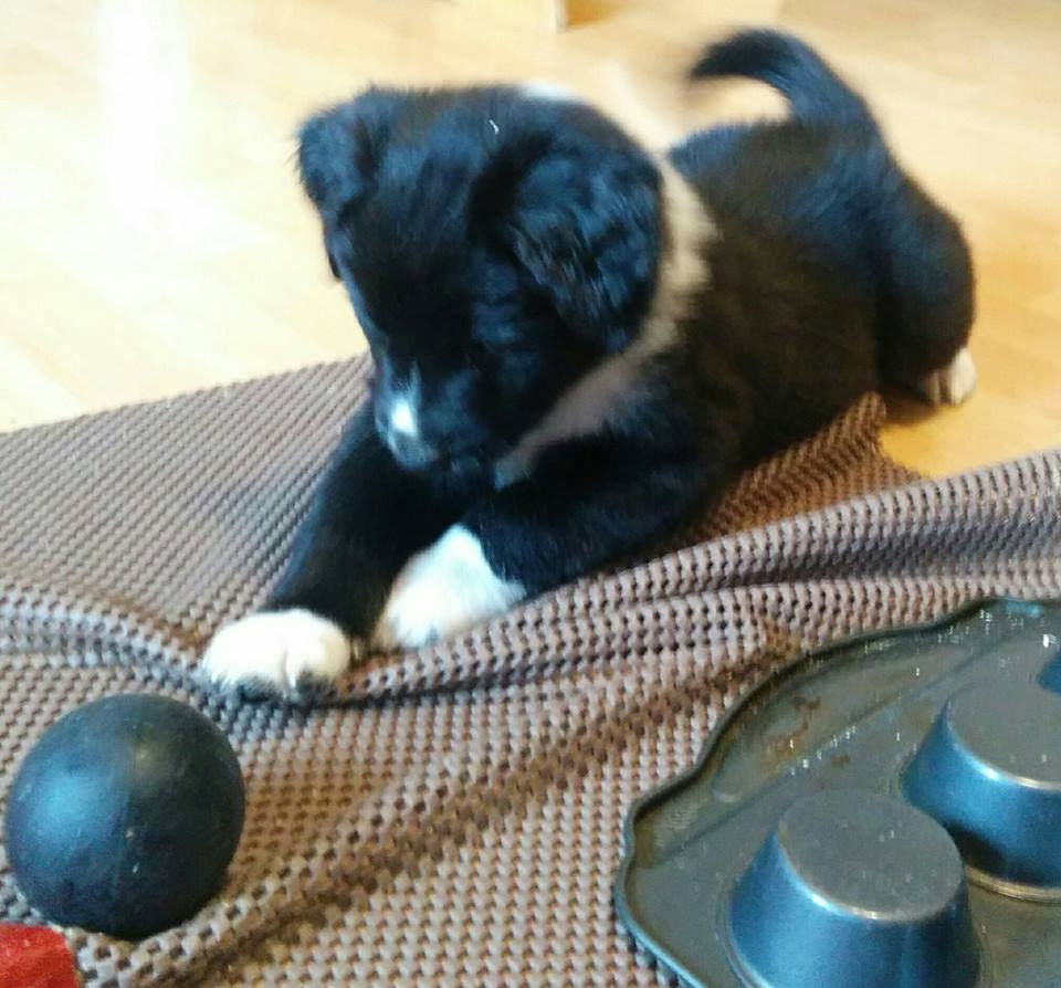 Red 6 wks, Misty King (2)