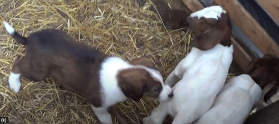 Copper intro to goat kids Feb 9, 2022.jpg
