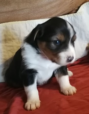 J&M Blue 3 wks (3)