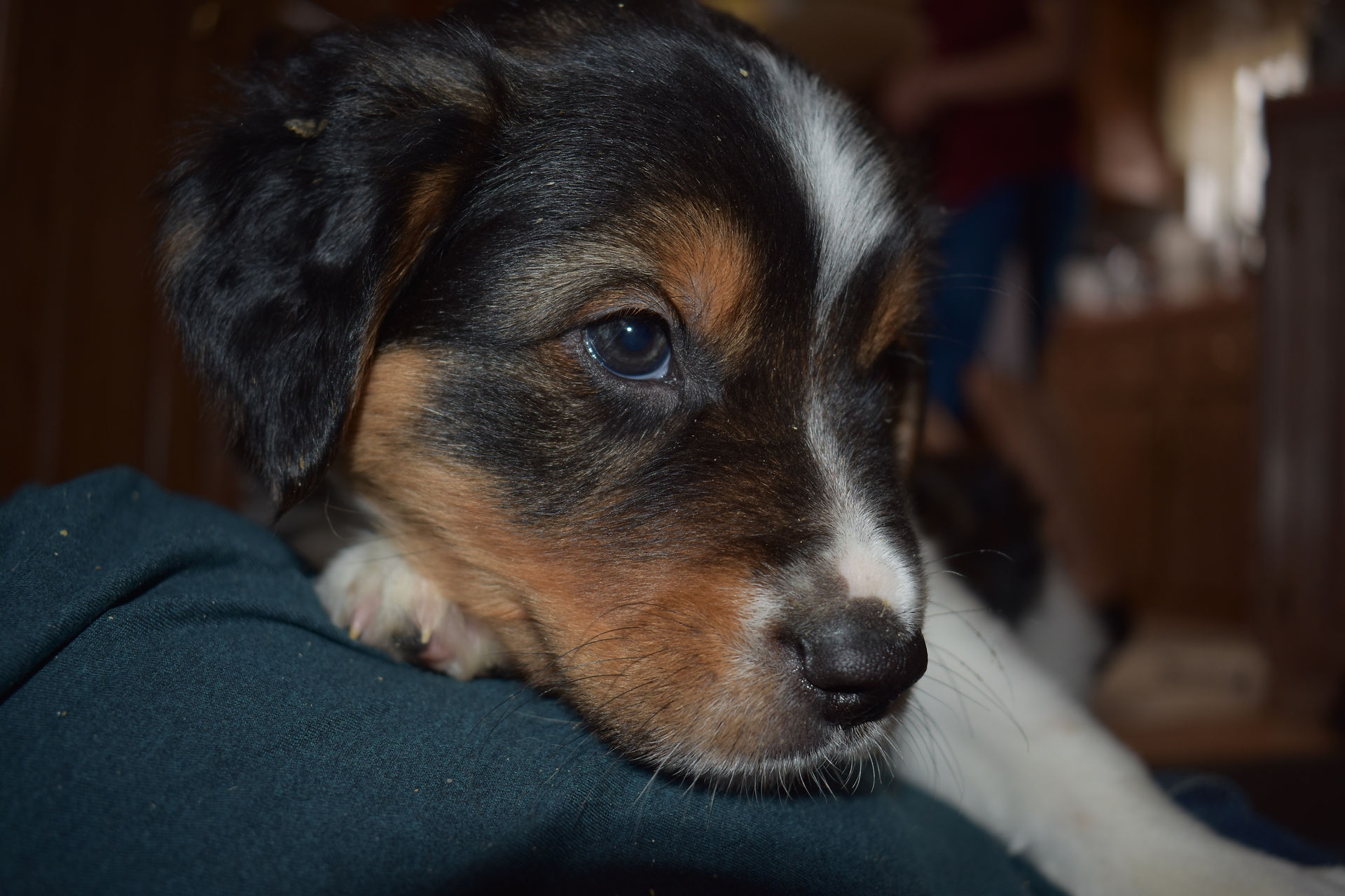 J&M pups 6 wks Apr 30, 2018 (35) Brown