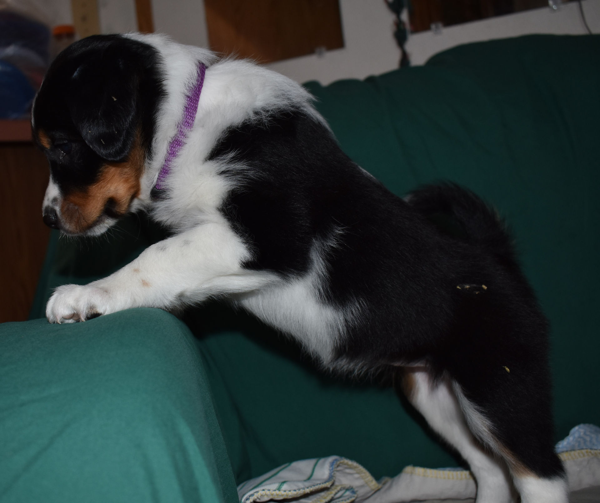 J&M pups 6 wks Apr 30, 2018 (55) Pink