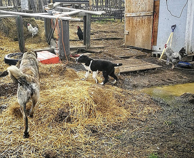Kohar monitoring Peach around the chicke