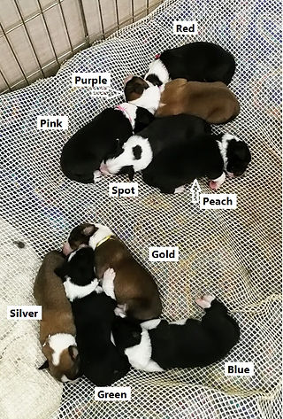 Misty x Laddie pups